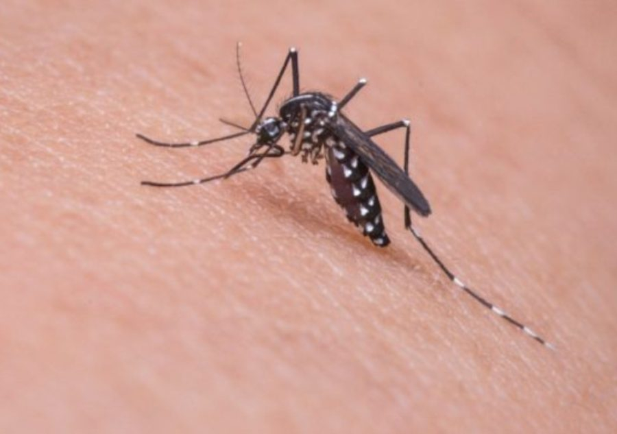 Zaštite sebe i svoje najmlađe od ujeda komaraca i drugih insekata