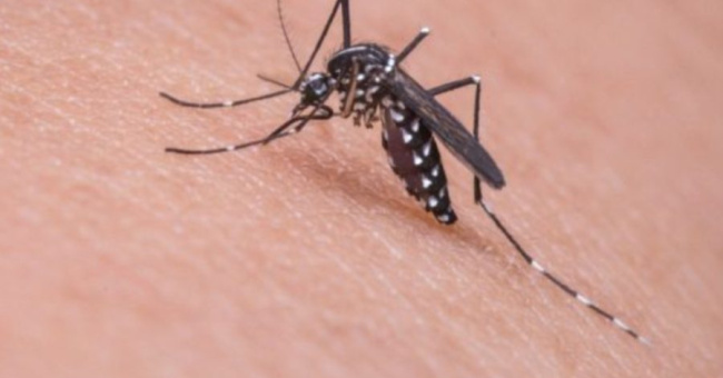 Zaštite sebe i svoje najmlađe od ujeda komaraca i drugih insekata